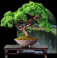 Bonsai Workshop - January 16