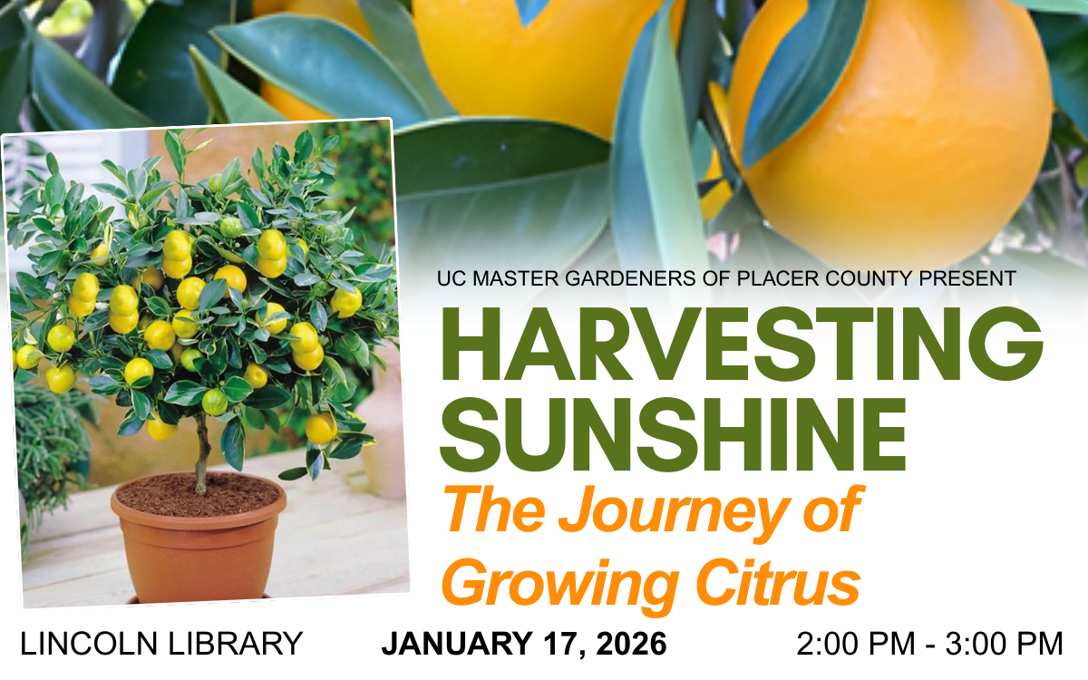 Harvesting Sunshine: The Journey of Growing Citrus - January 17
